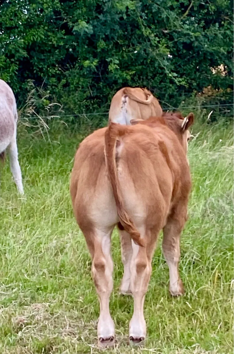 4 serious pedigree Limousin bull calves - Image 1