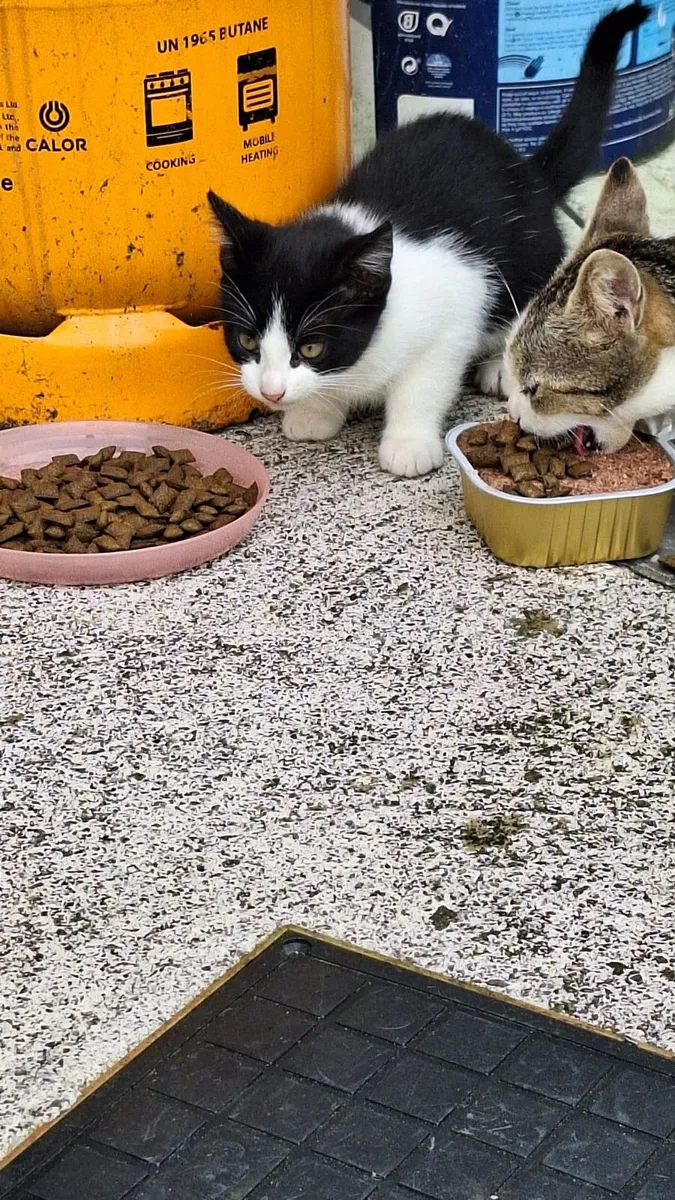 Kitten free to good home - Image 2