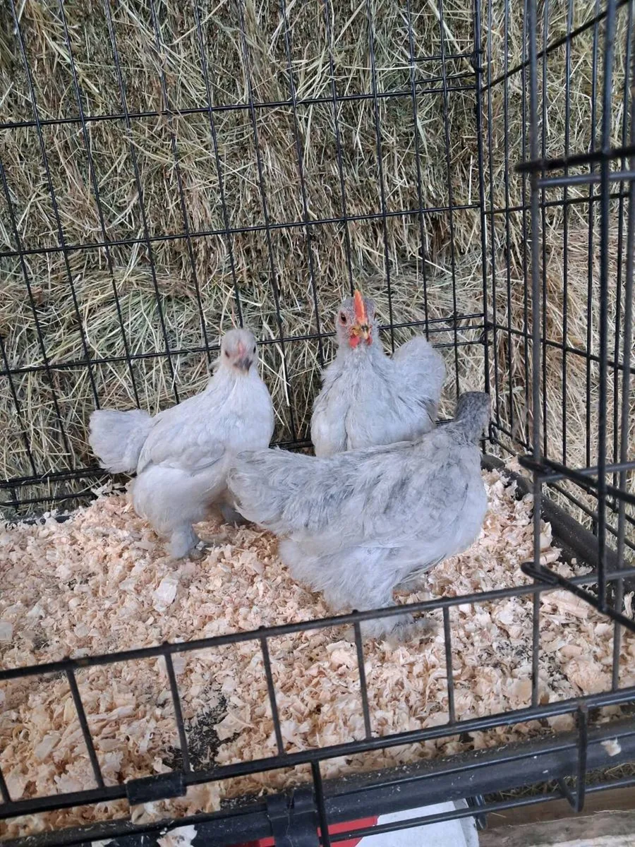 Pekins , barnvelders & wyndottes - Image 1