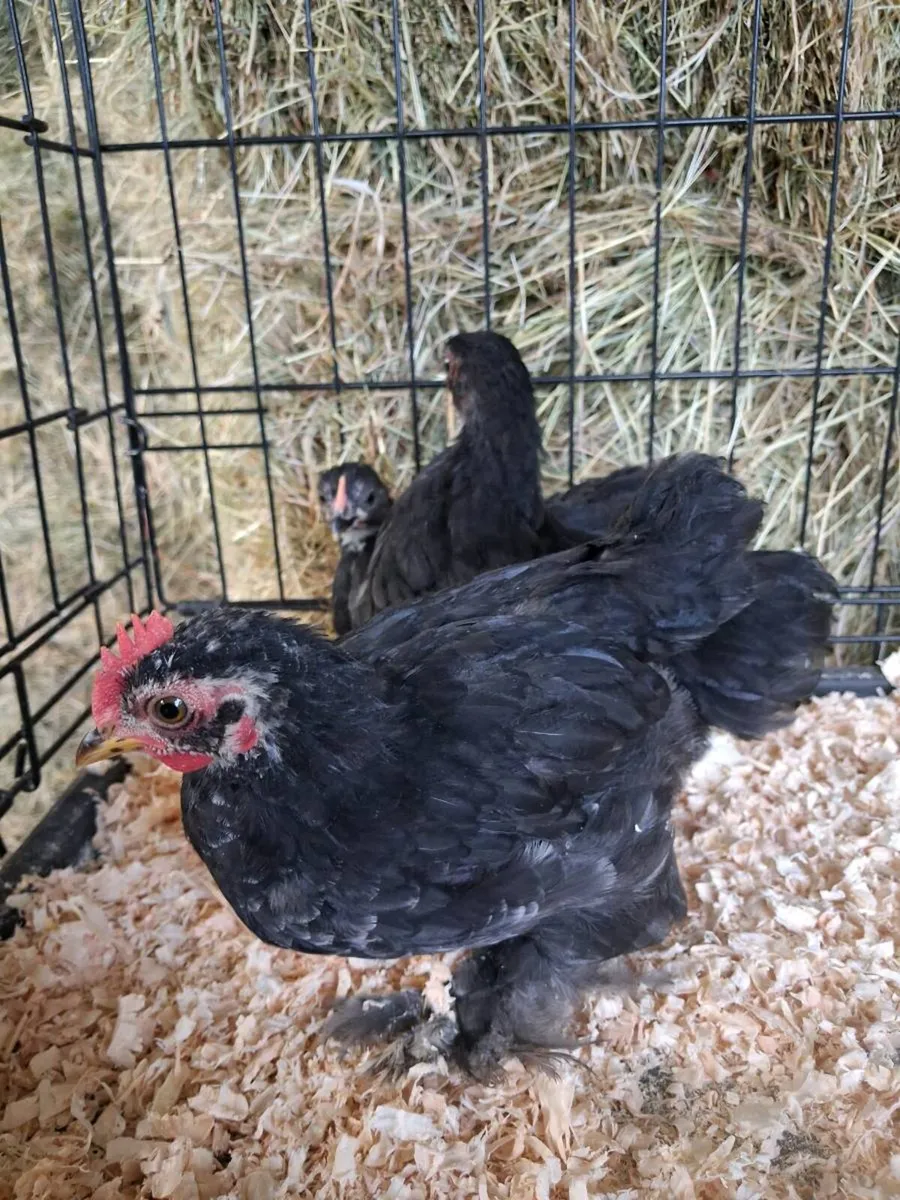 Pekins , barnvelders & wyndottes - Image 2