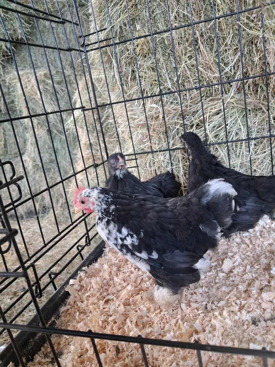 Pekins , barnvelders & wyndottes - Image 3