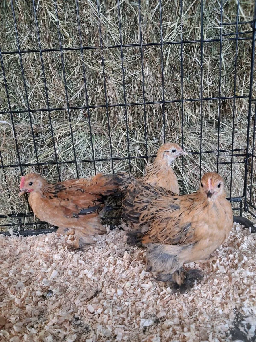 Pekins , barnvelders & wyndottes - Image 4