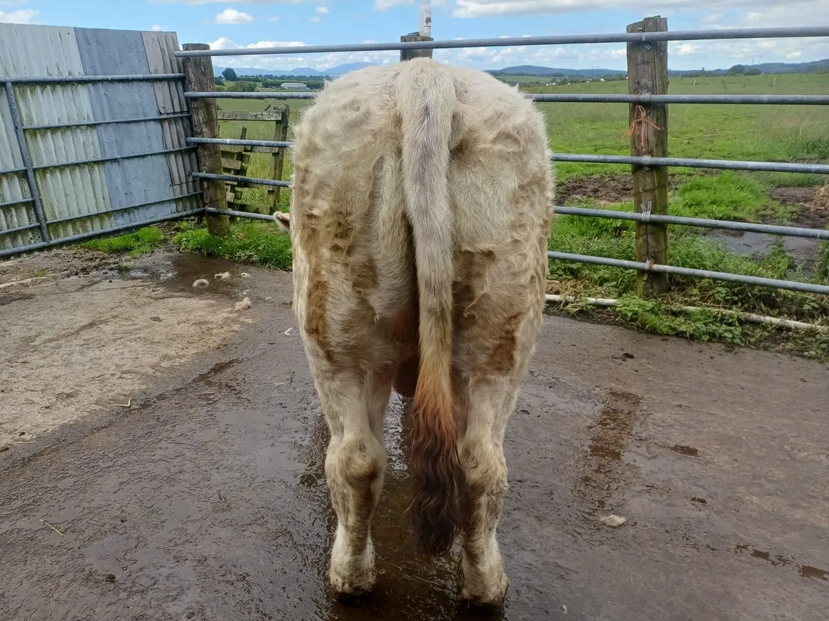 Beef cattle - Image 4
