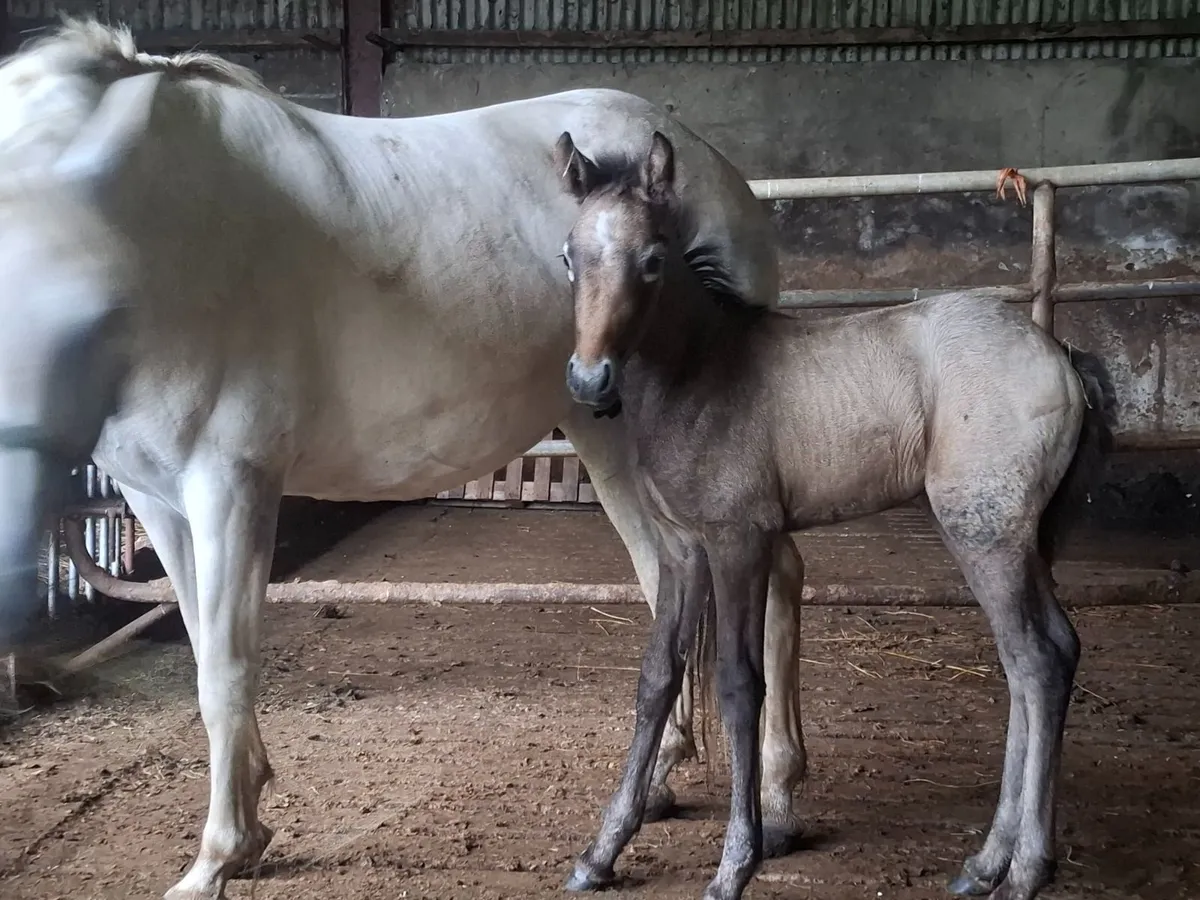 MARE AND FOAL - Image 2