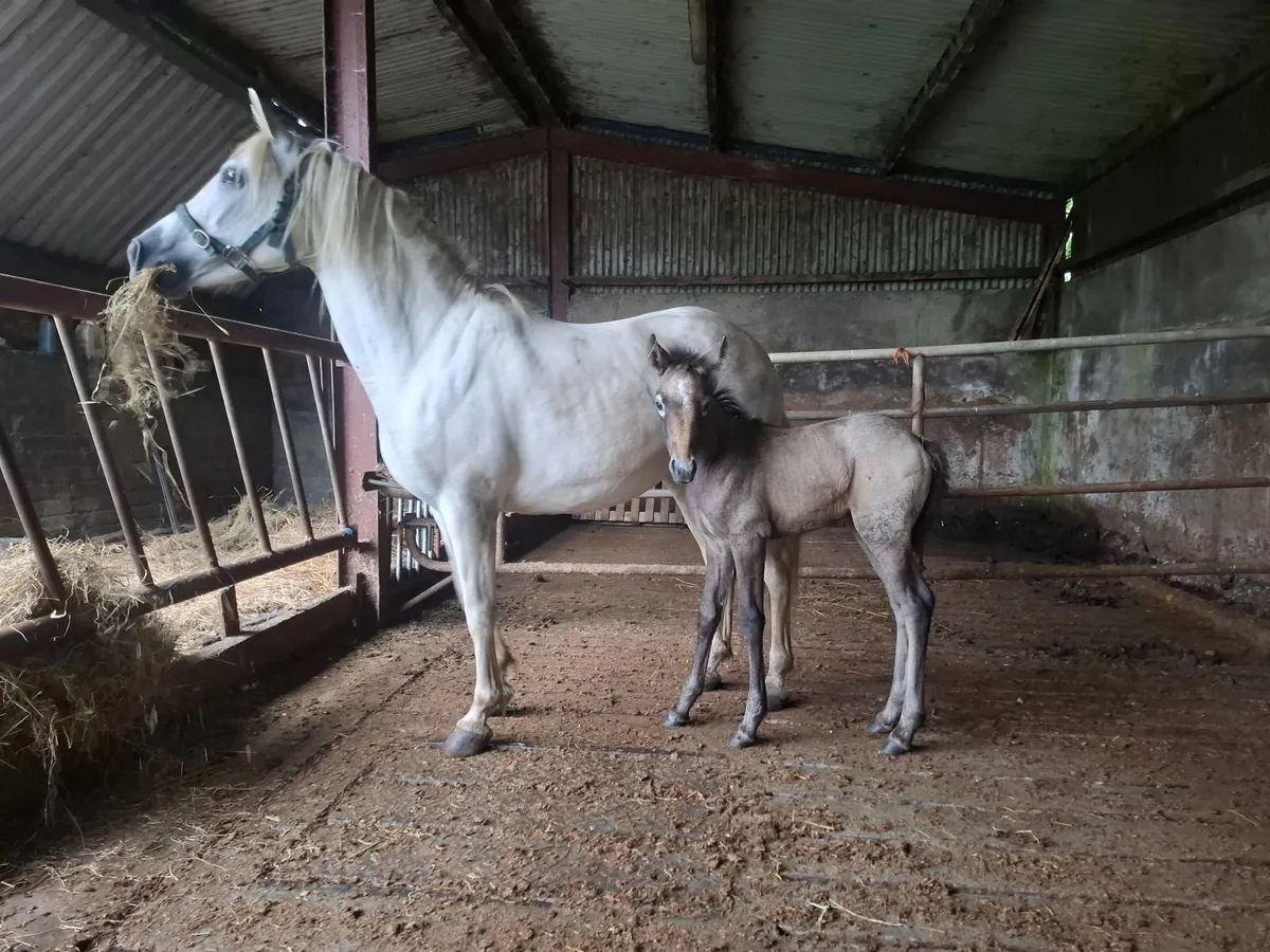 MARE AND FOAL - Image 3