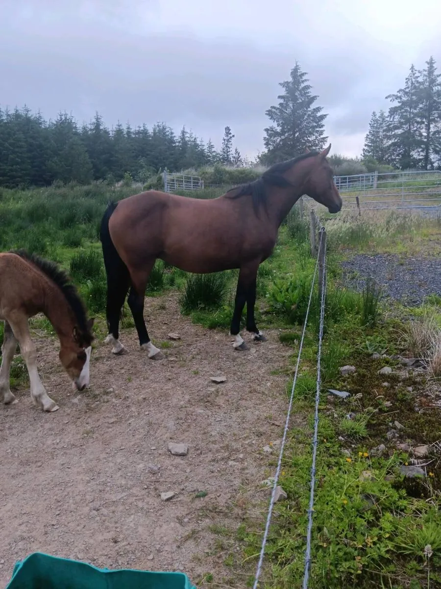 Douglas Dun Cavalier mare with foal - Image 1