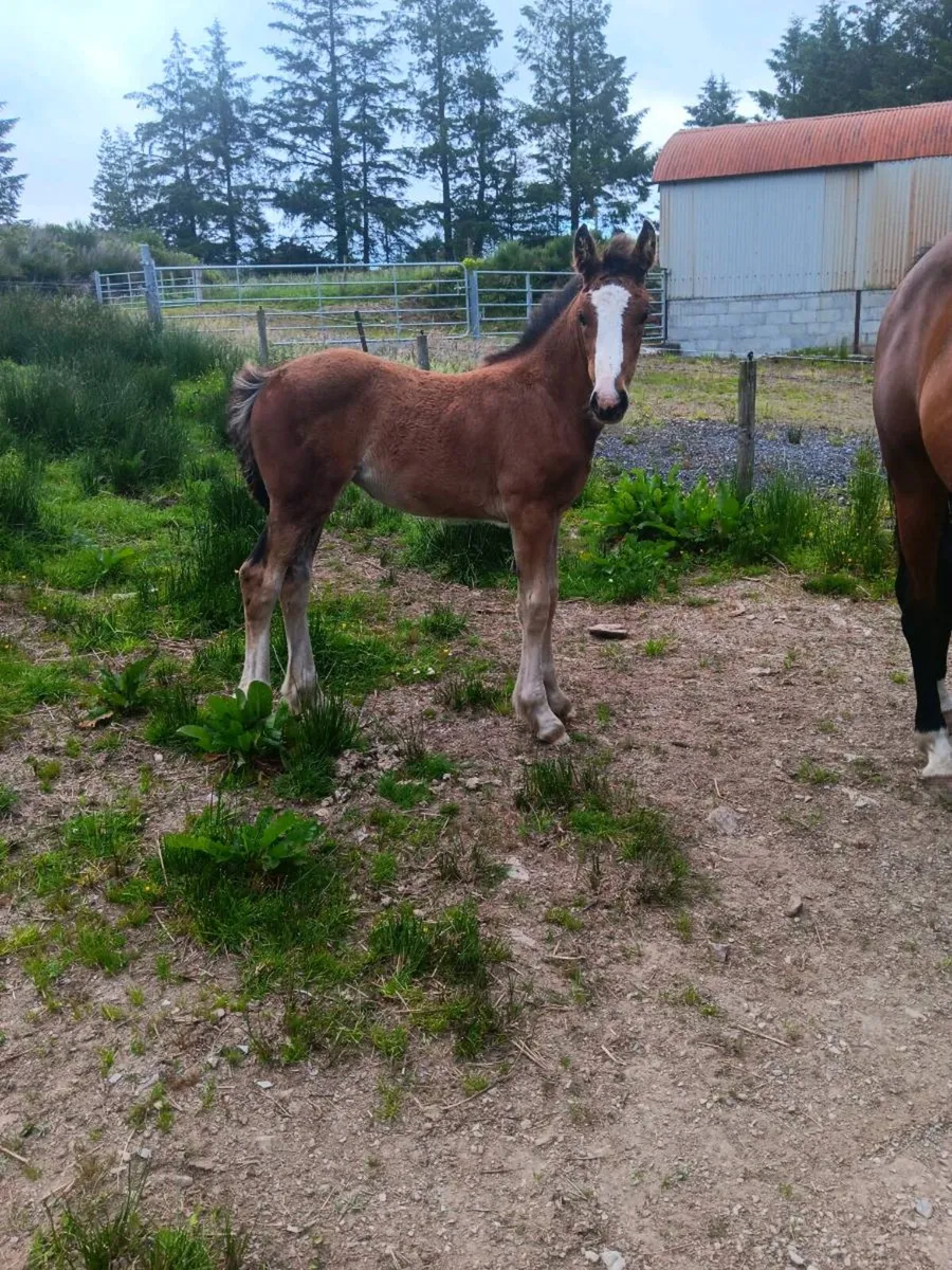 Douglas Dun Cavalier mare with foal - Image 2