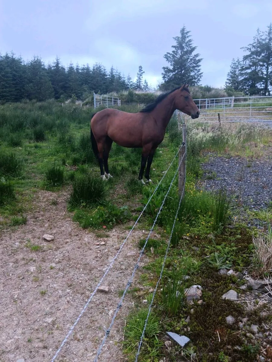 Douglas Dun Cavalier mare with foal - Image 3