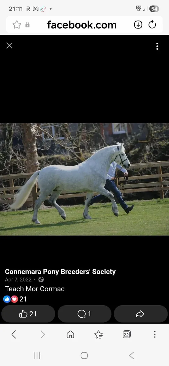 MARE AND FOAL - Image 1