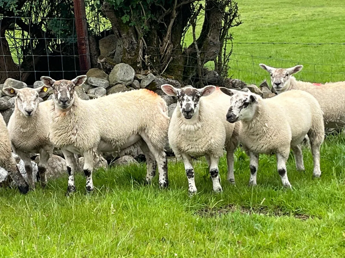 Sufftex ewe lambs - Image 1