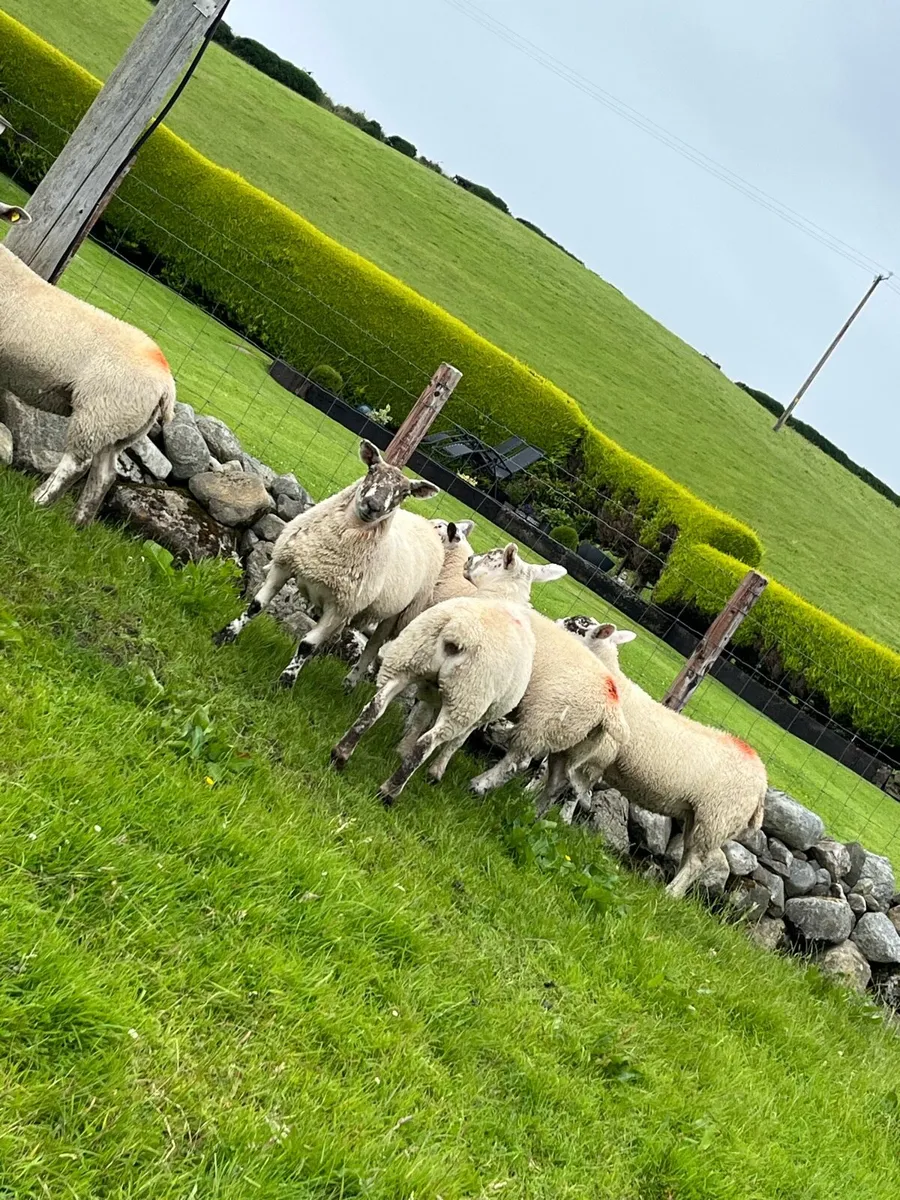 Sufftex ewe lambs - Image 4