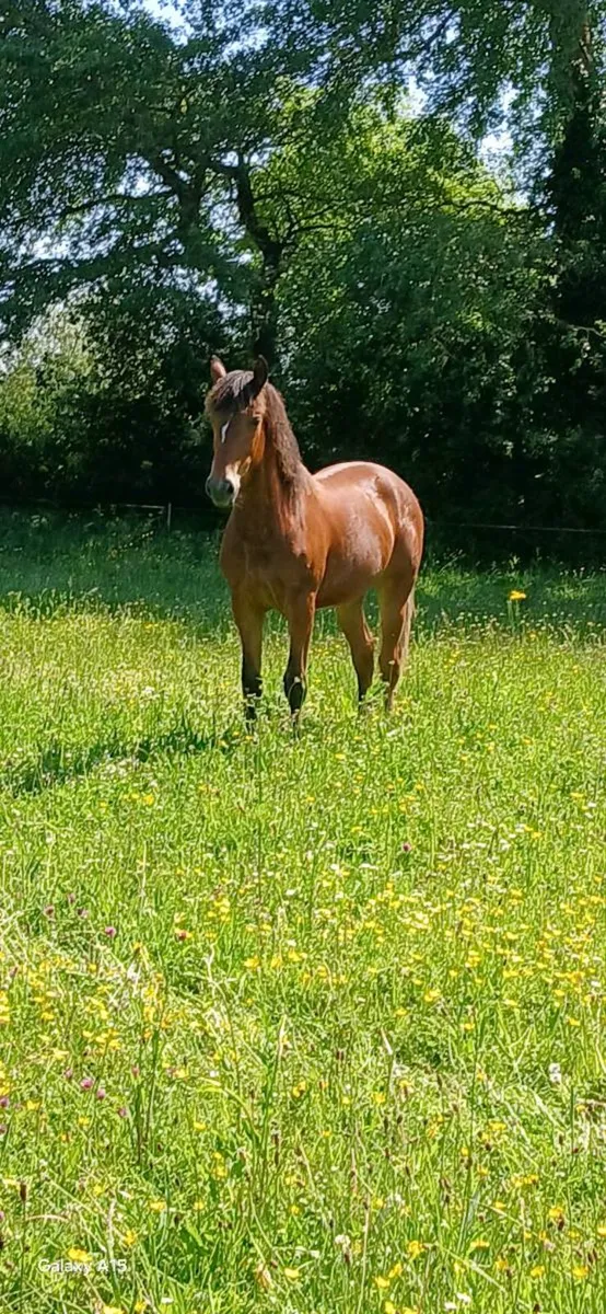 A Super Connemara Bay Filly - Image 1
