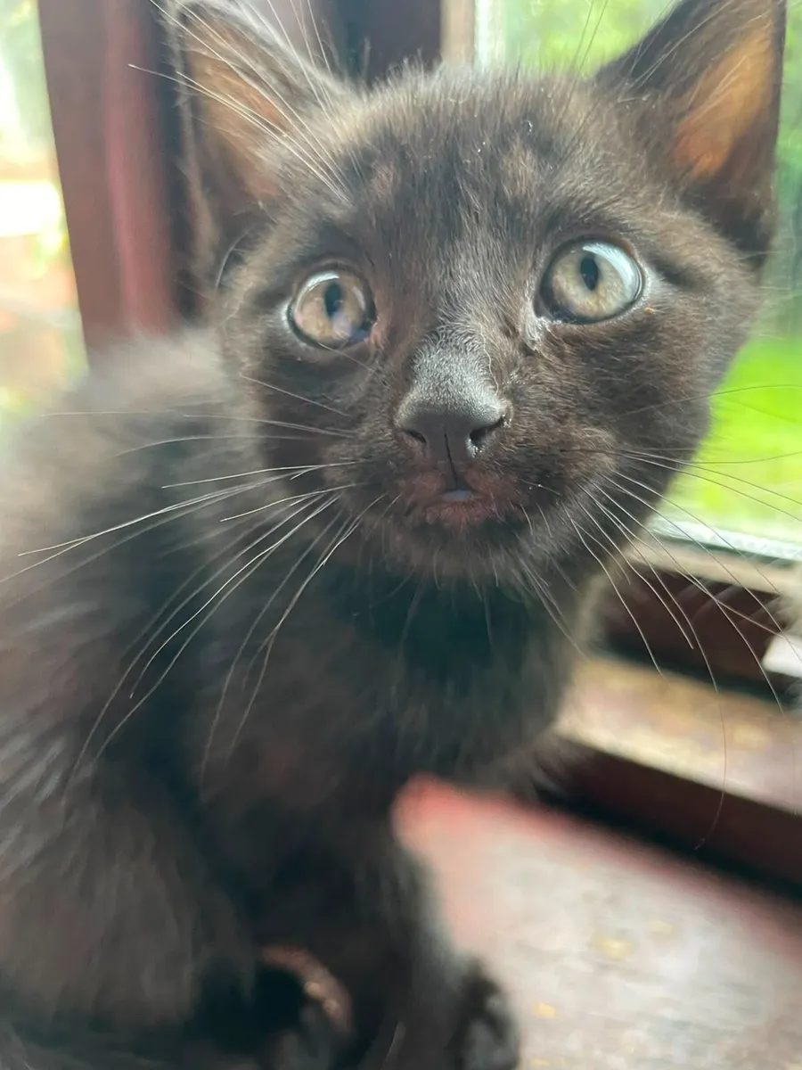😸 - Image 1