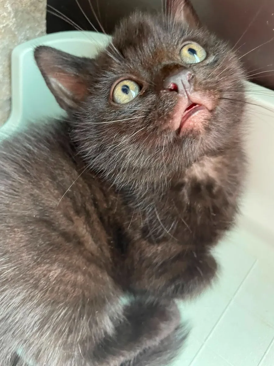😸 - Image 2