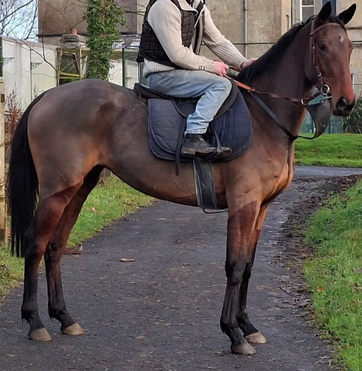 Thoroughbred Mare by Poets Word.