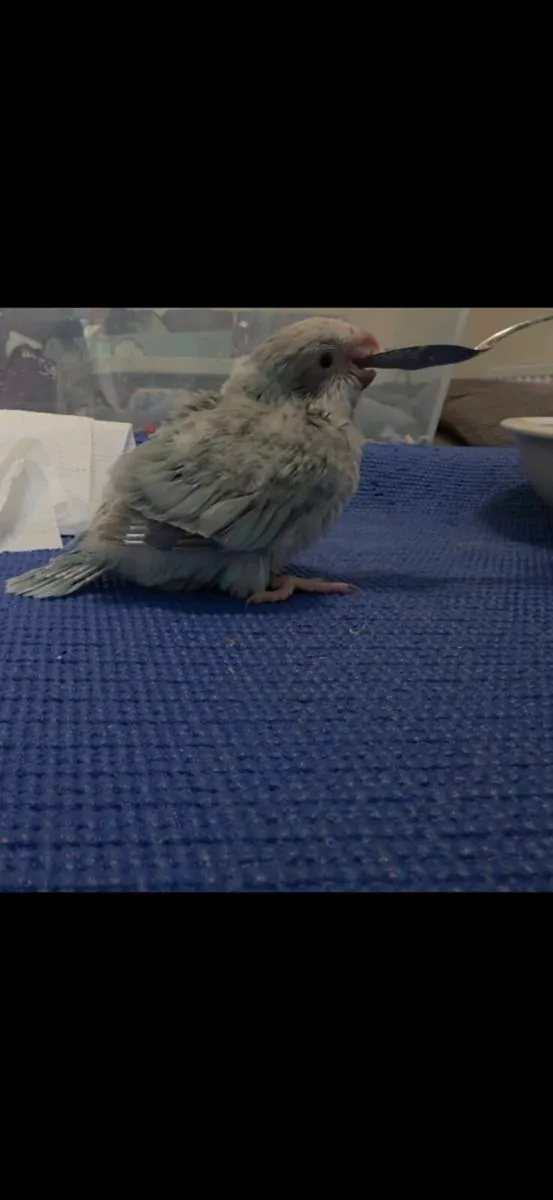 Mint Quaker Parrot (Monk Parakeet ) & Conure 🦜 - Image 2