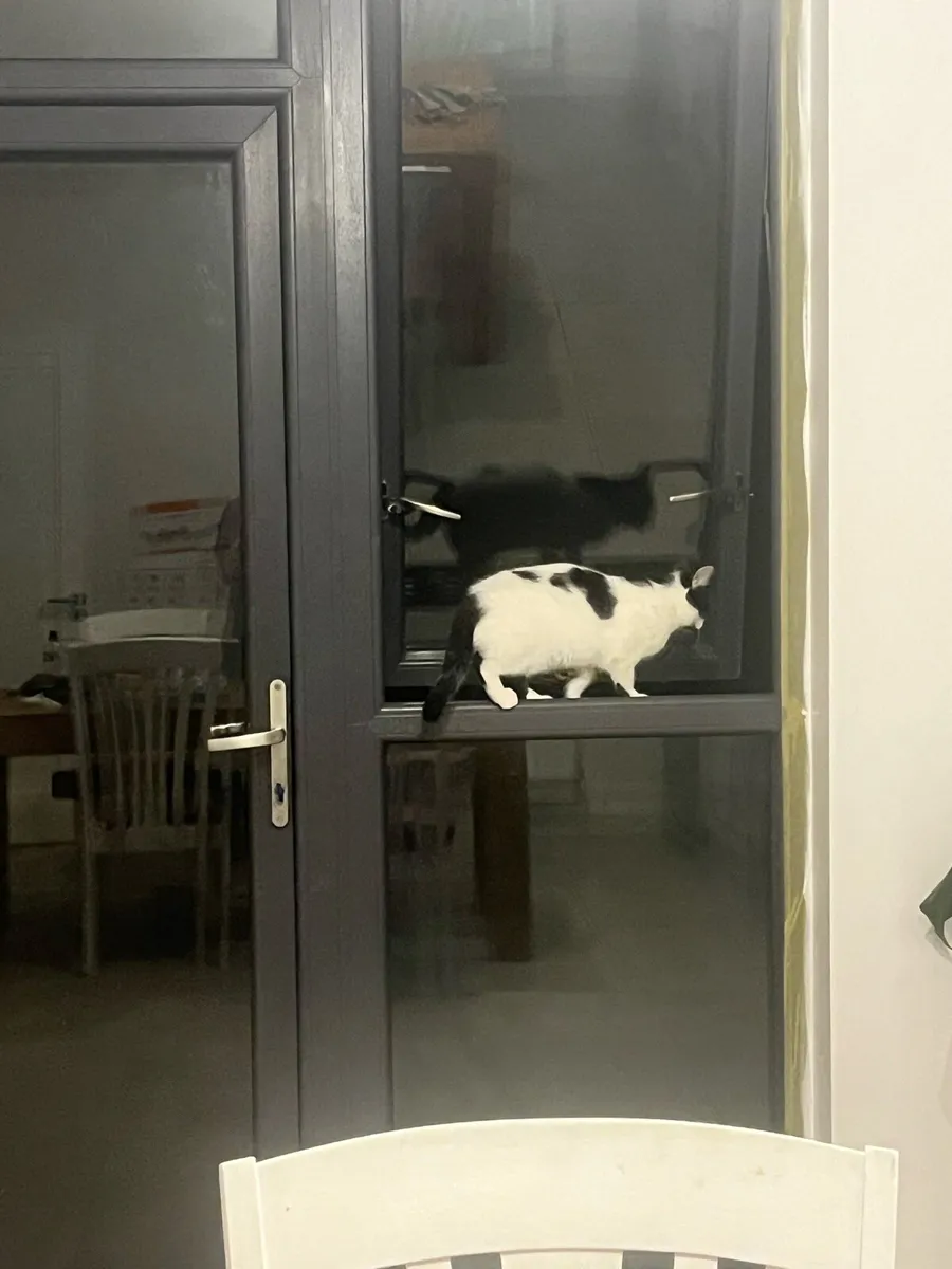 Cat - Image 2