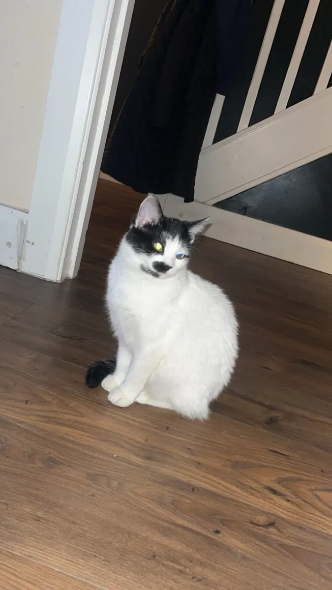 Cat - Image 3