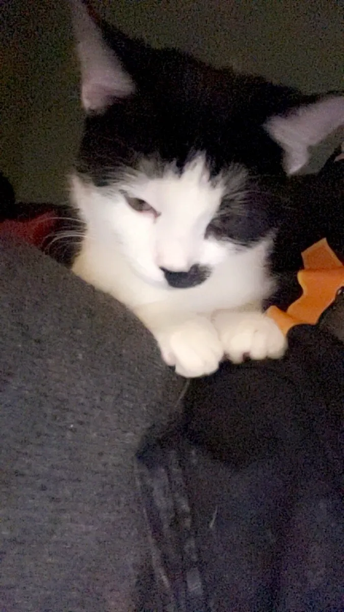 Cat - Image 1