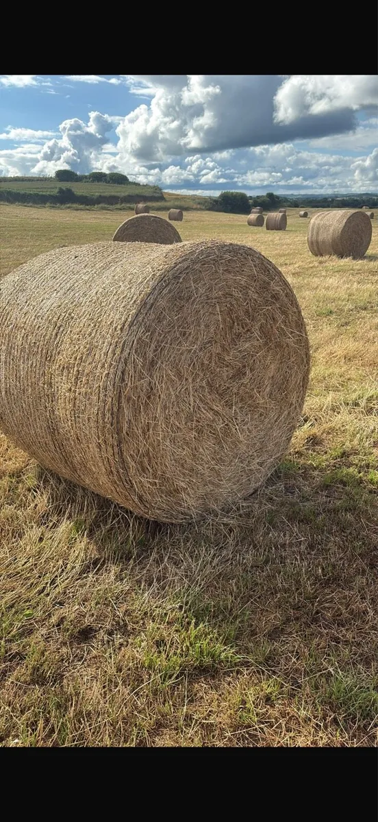 Hay - Image 1