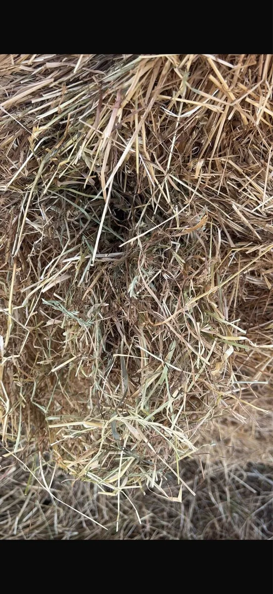 Hay - Image 2