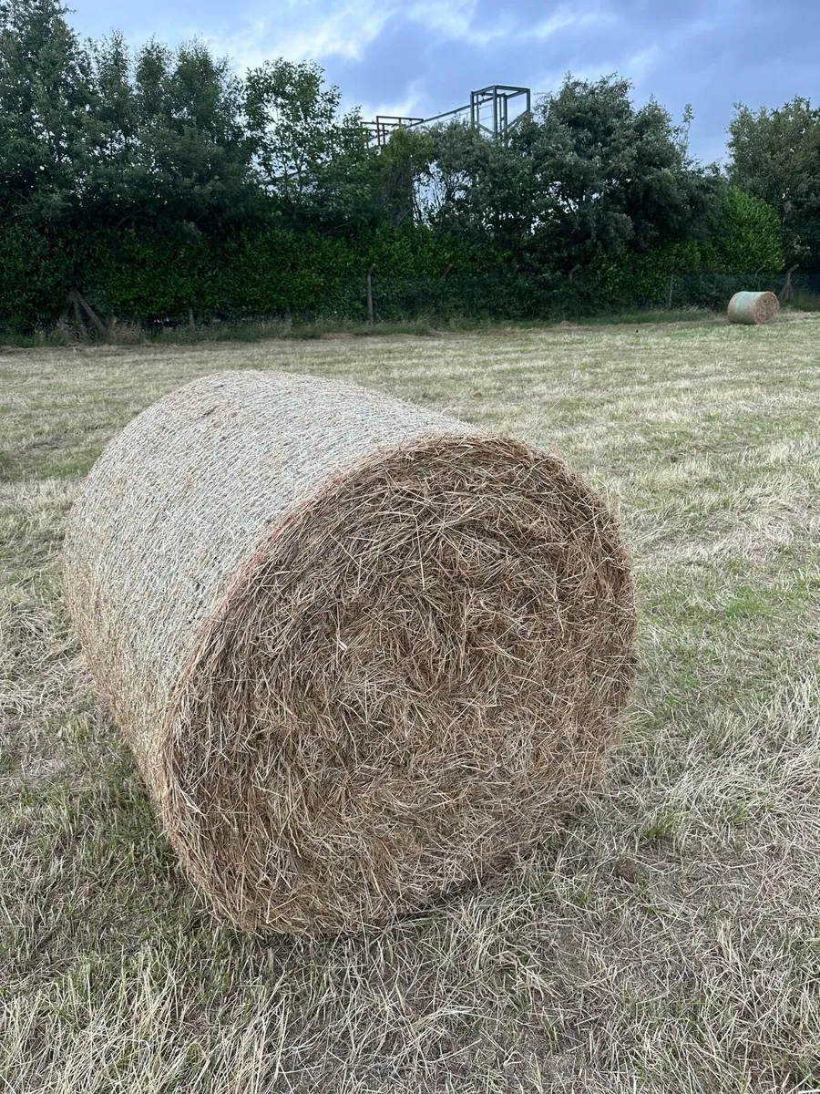 Good quality Hay for Sale Ferns area. - Image 2