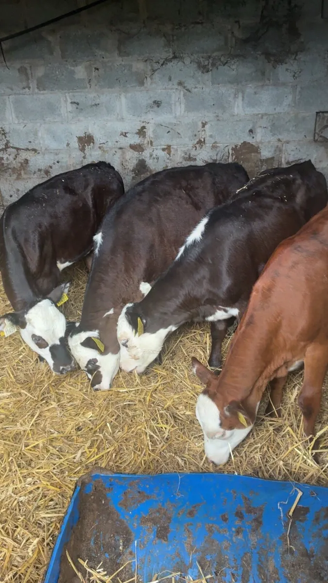 4 reared Hereford heifers - Image 1