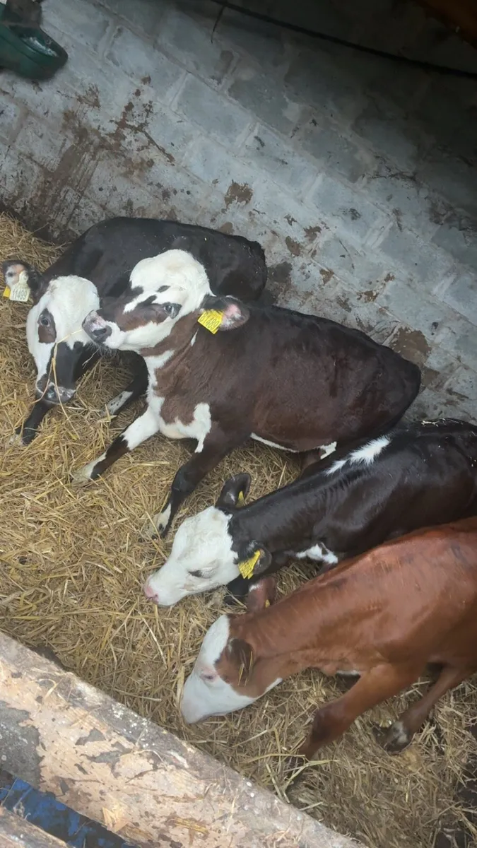 4 reared Hereford heifers - Image 2