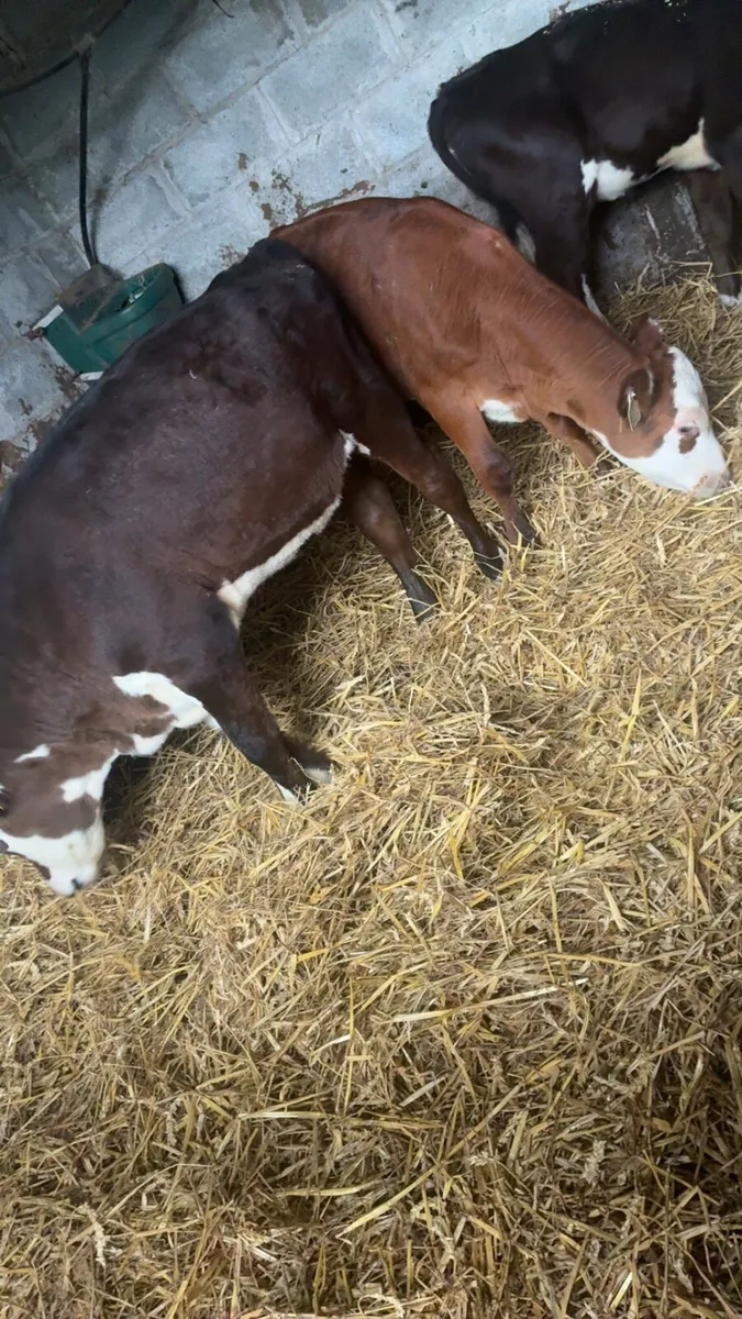 4 reared Hereford heifers - Image 3