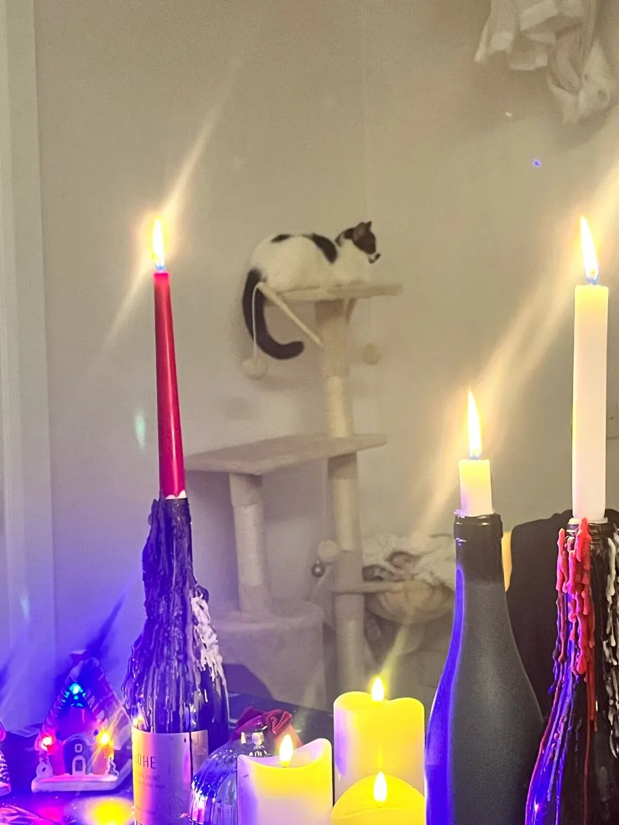 Cat - Image 4