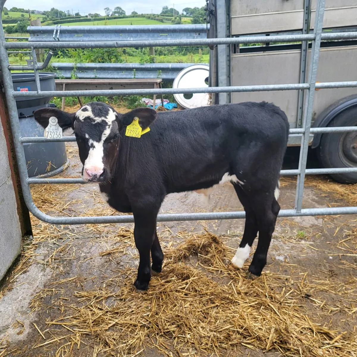 Super limousin   heifers - Image 1