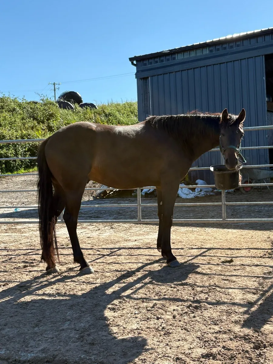 3 years old gelding - Image 4