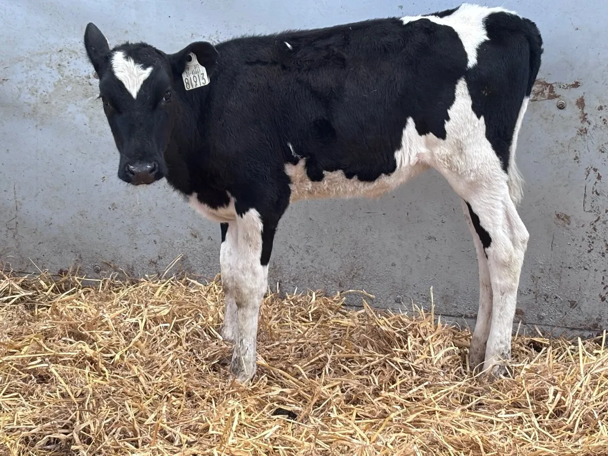 Reared Freisan heifer calf for sale - Image 1