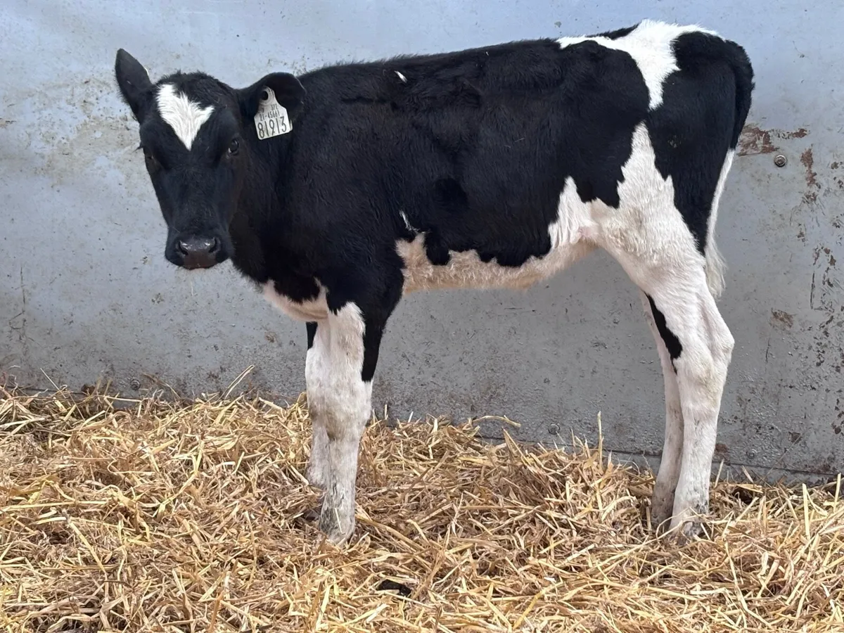 Reared Freisan heifer calf for sale - Image 2
