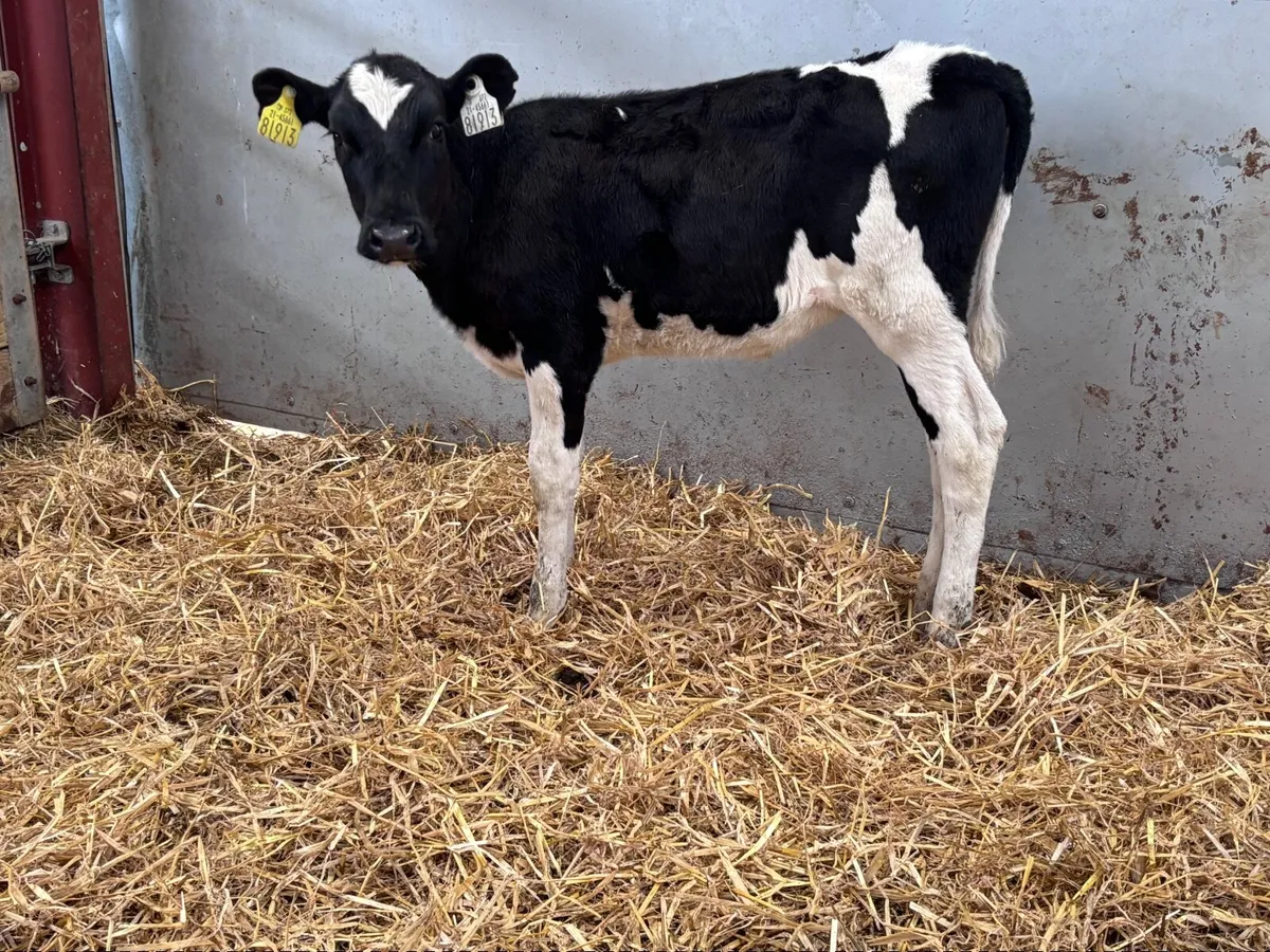 Reared Freisan heifer calf for sale - Image 3