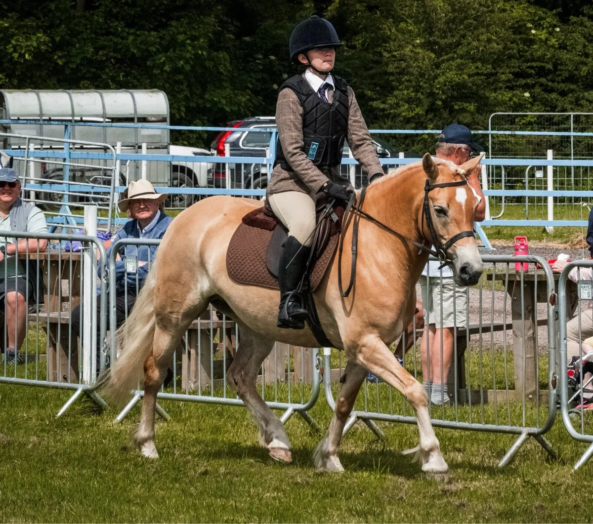 Palomino Irish Sports Pony Mare - Image 1