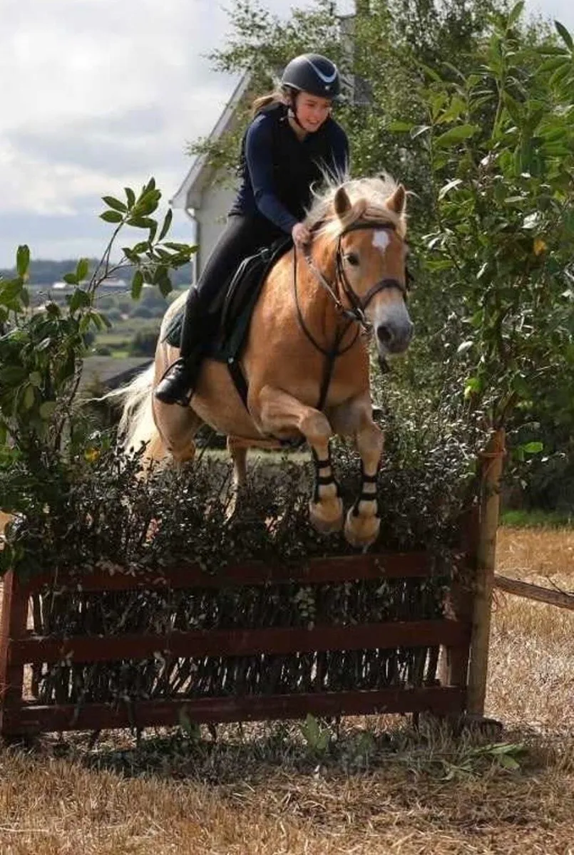 Palomino Irish Sports Pony Mare - Image 2