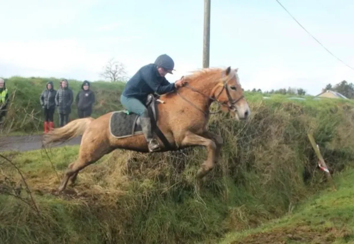 Palomino Irish Sports Pony Mare - Image 3