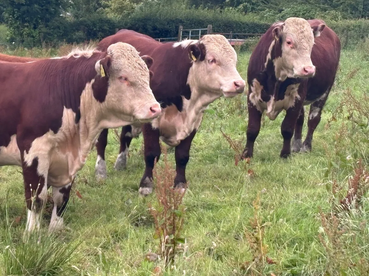 Selection of pedigree Hereford bulls for sale - Image 4