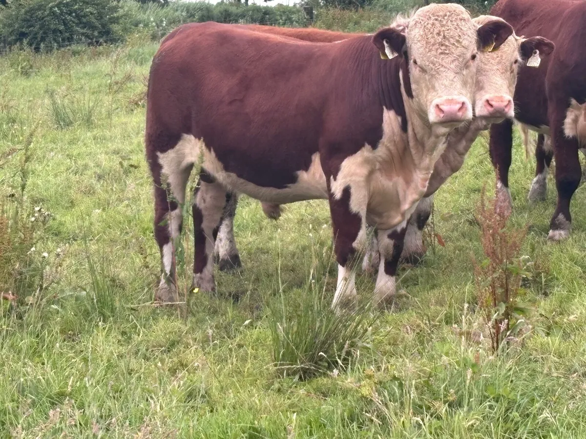 Selection of pedigree Hereford bulls for sale - Image 3