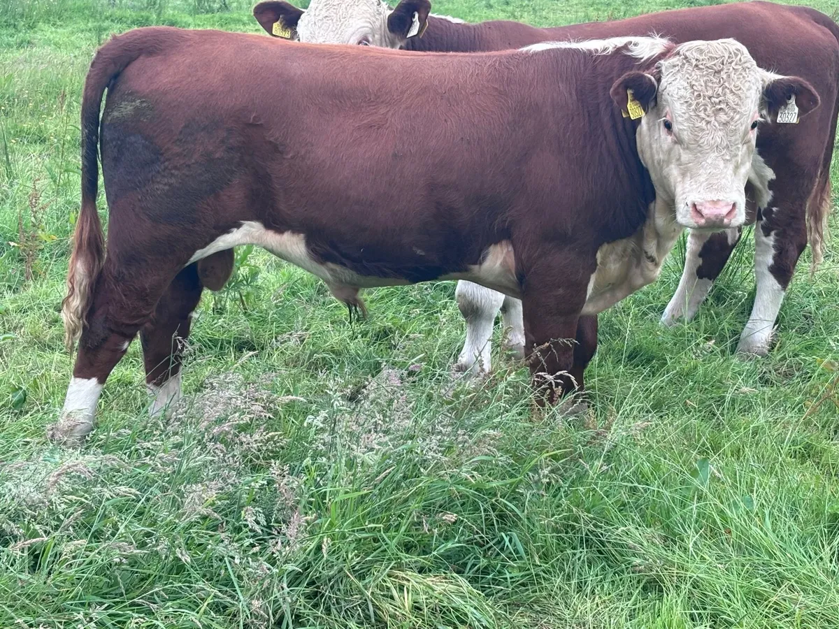 Selection of pedigree Hereford bulls for sale - Image 2