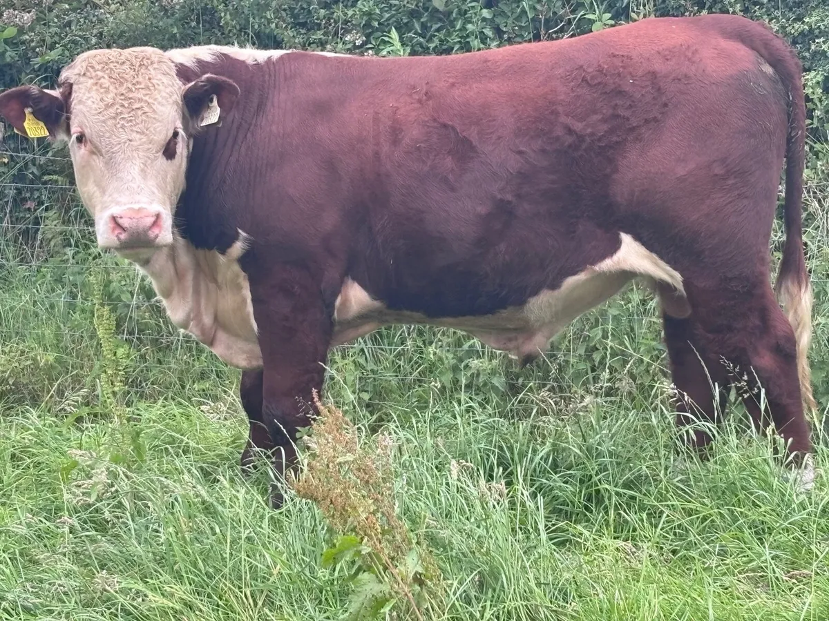 Selection of pedigree Hereford bulls for sale - Image 2