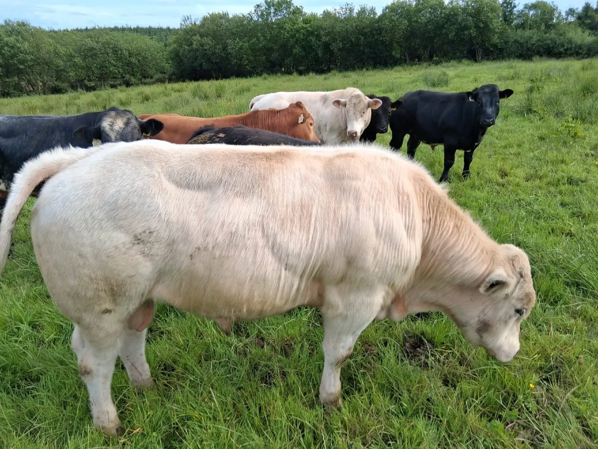 E & U grade bulls - Image 4
