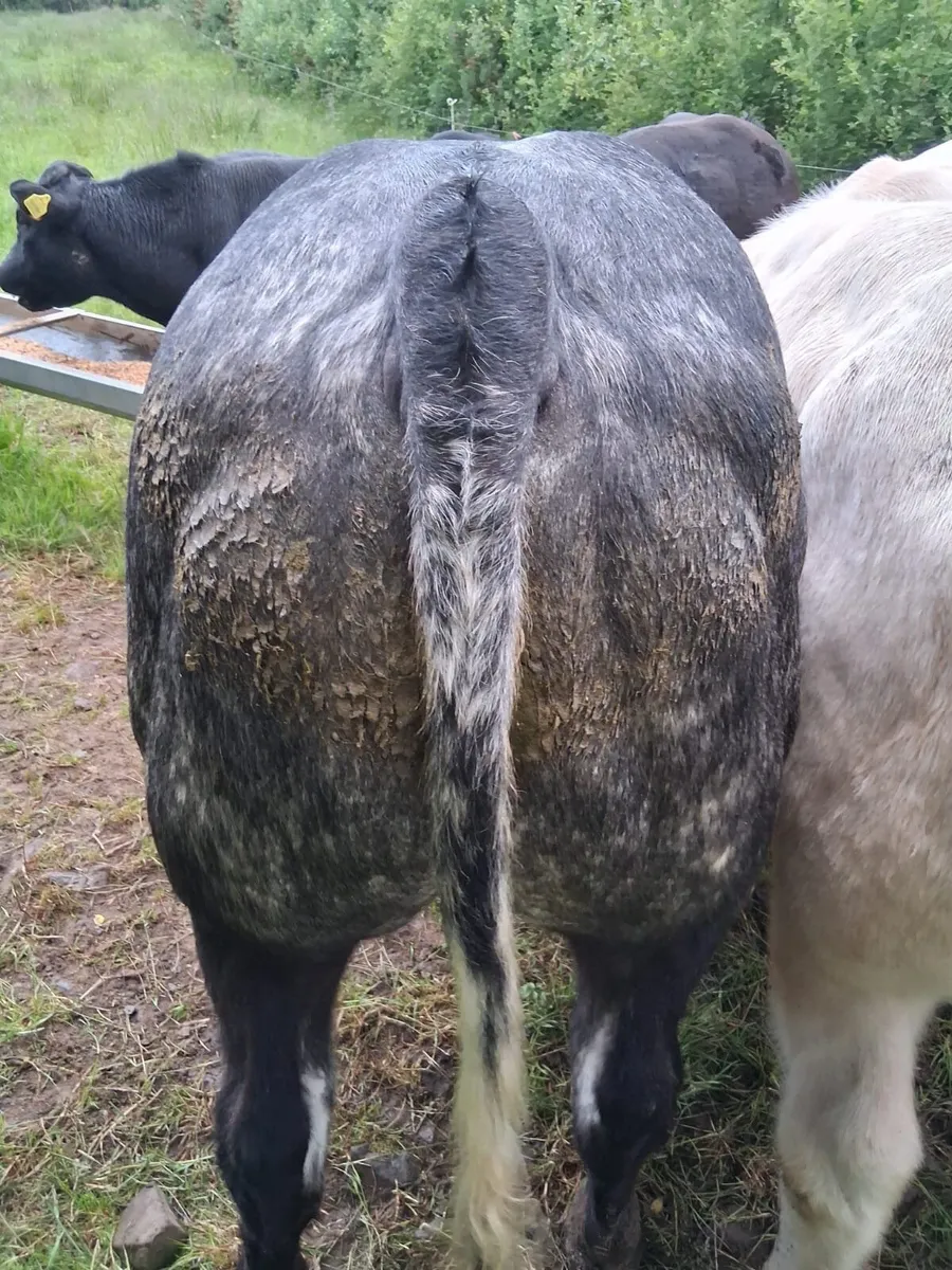 E & U grade bulls - Image 2