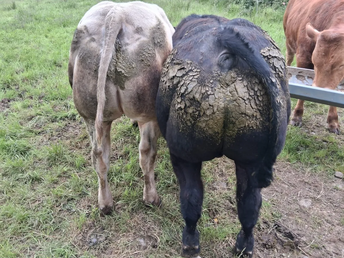 E & U grade bulls - Image 3