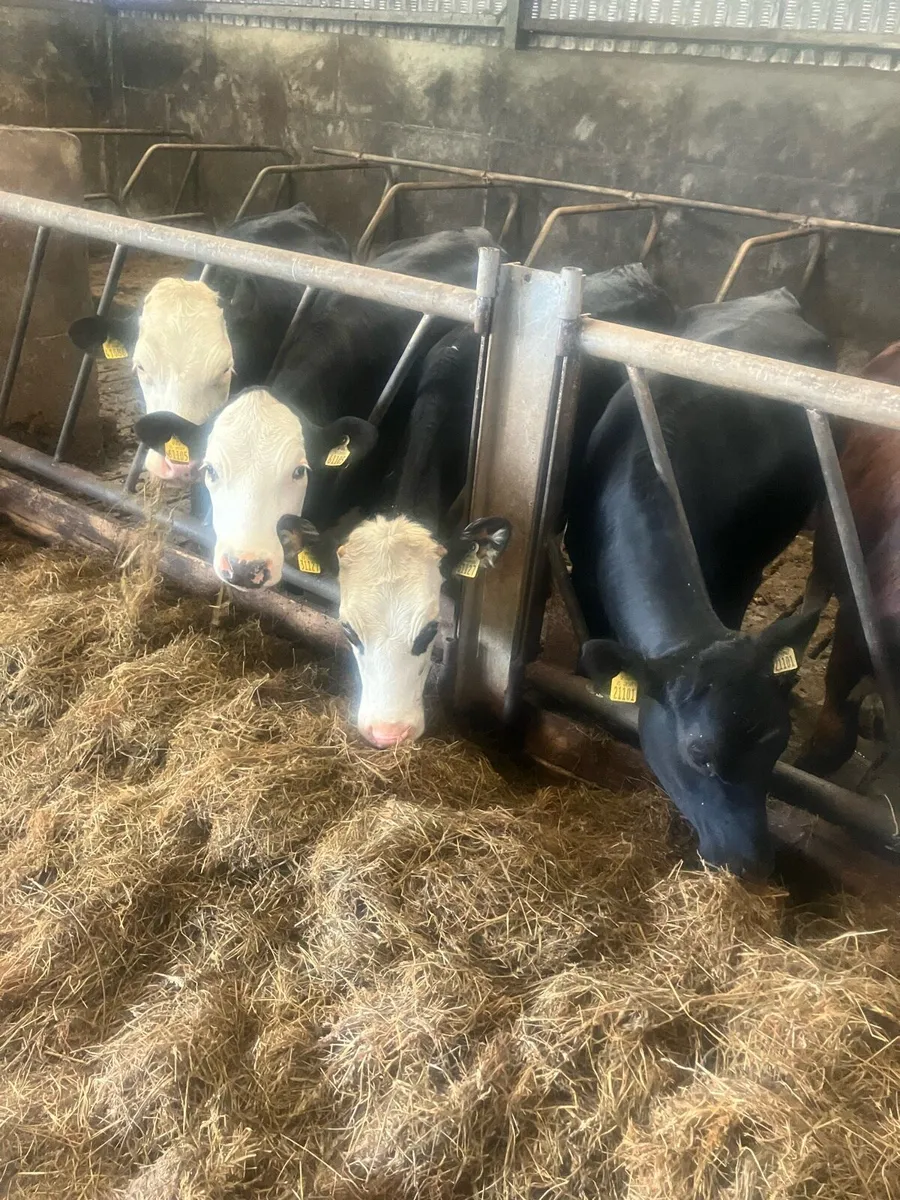 Heifers - Image 1