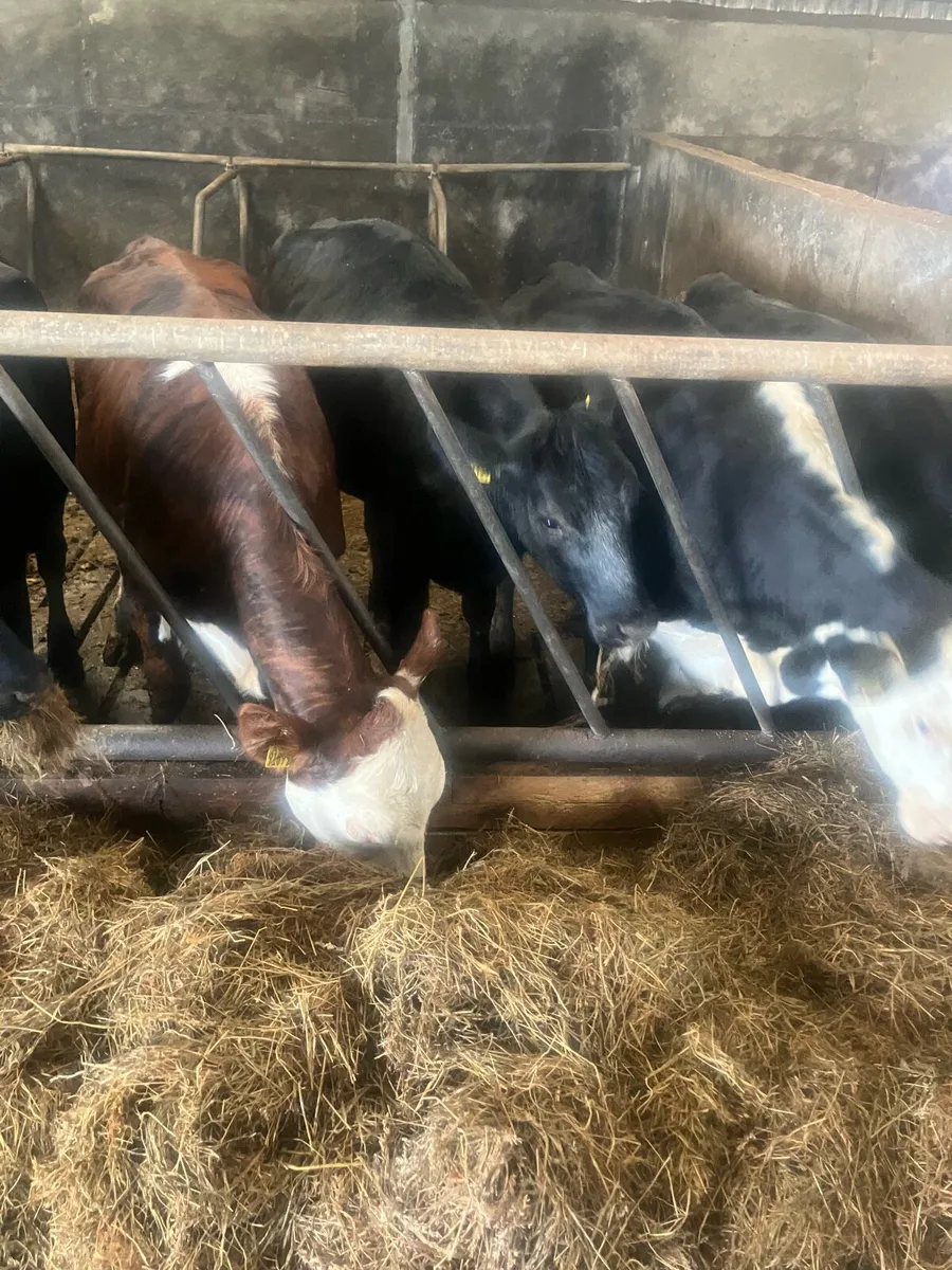 Heifers - Image 2