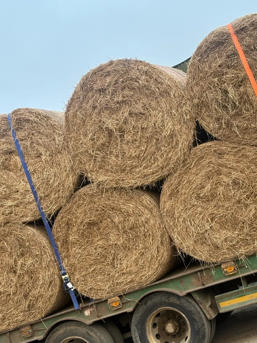 Hay for sale - Image 2