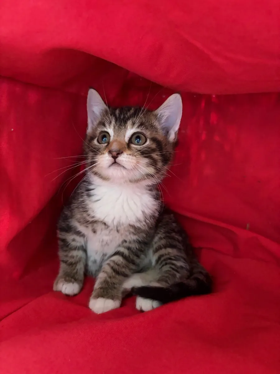 Kittens - Image 3