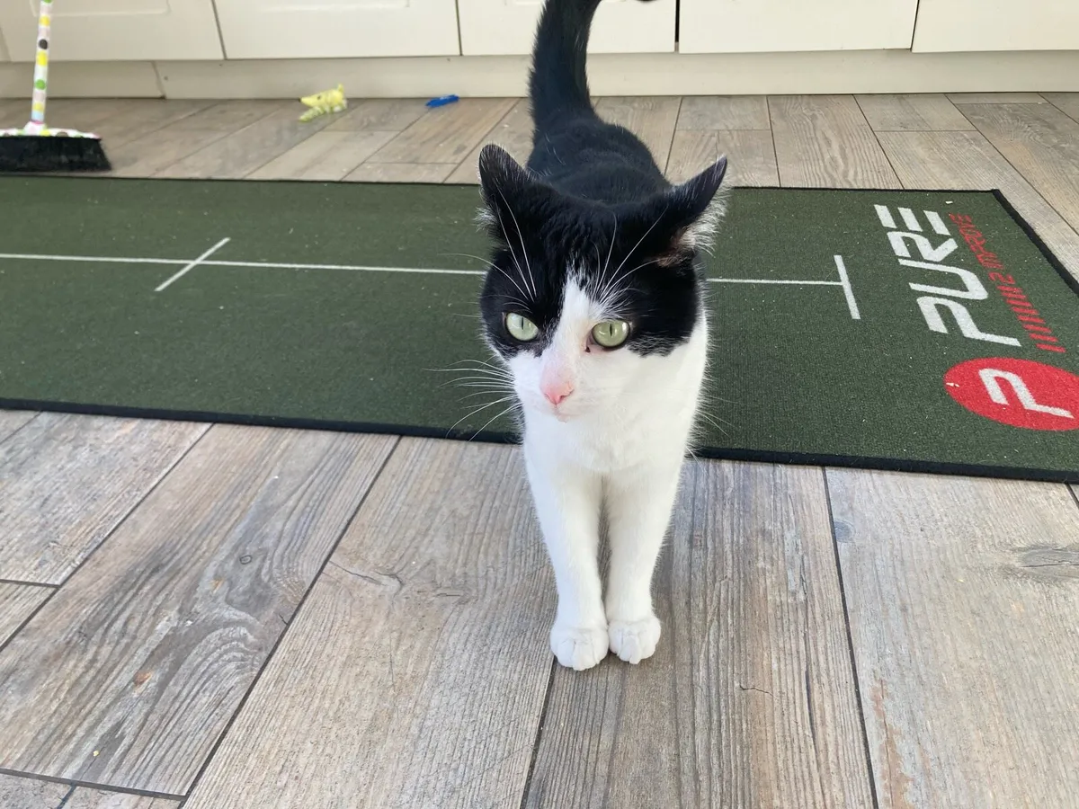 Cat for adoption - Image 1